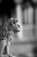 Picture of LEONE
