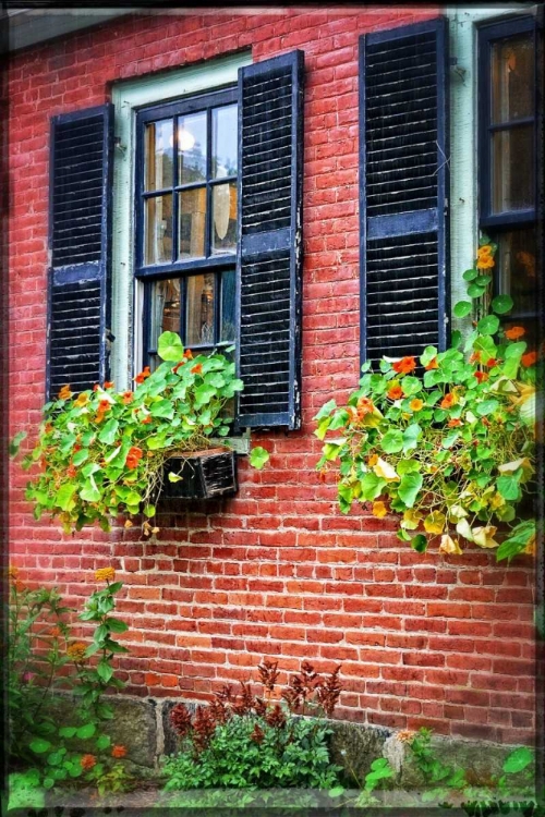 Picture of COUNTRY STORE WINDOW FLOWERS