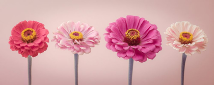 Picture of FOUR ZINNIAS IN A ROW, FTBR-1899