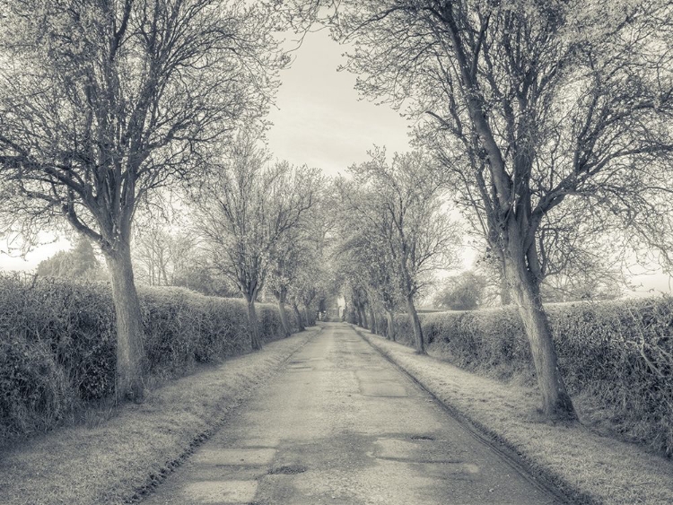 Picture of ROAD THROUGH TREES, FTBR-1911