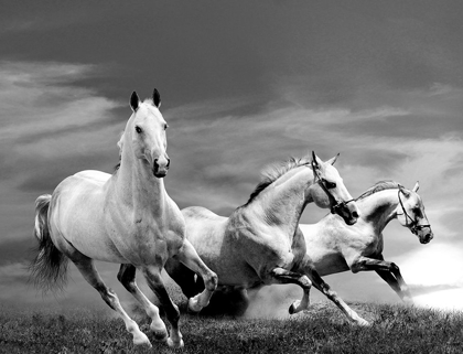 Picture of WHITE STALLIONS
