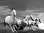 Picture of WHITE STALLIONS
