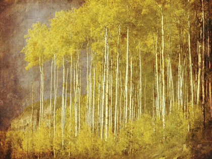 Picture of AUTUMN ASPEN FORESTANON