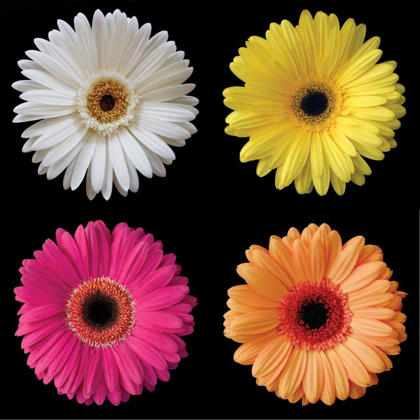 Picture of GERBERA GROUP I