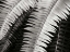 Picture of FERN I