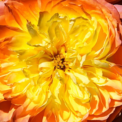 Picture of YELLOW FIRE ROSE II
