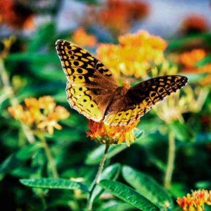 Picture of RESTING BUTTERFLY I