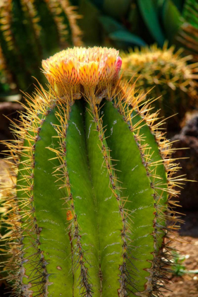 Picture of CACTUS FLOWERS I