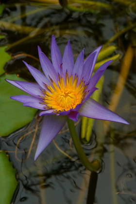 Picture of PURPLE WATER LILIES I