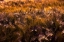 Picture of GOLDEN GRAIN