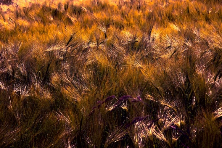 Picture of GOLDEN GRAIN