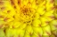 Picture of RED TIP DAHLIAS