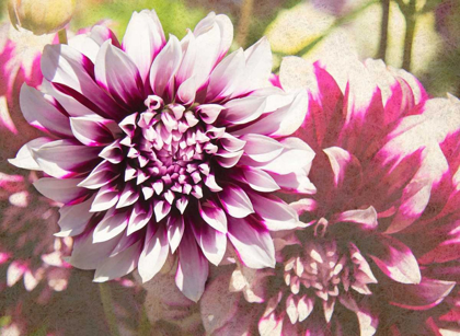 Picture of GARDEN DAHLIAS III