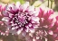Picture of GARDEN DAHLIAS III