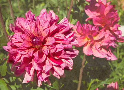 Picture of GARDEN DAHLIAS VIII