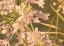 Picture of SUNSET FLOWER