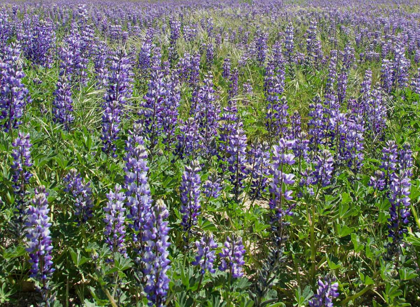 Picture of FIELD OF LUPENS