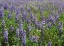 Picture of FIELD OF LUPENS