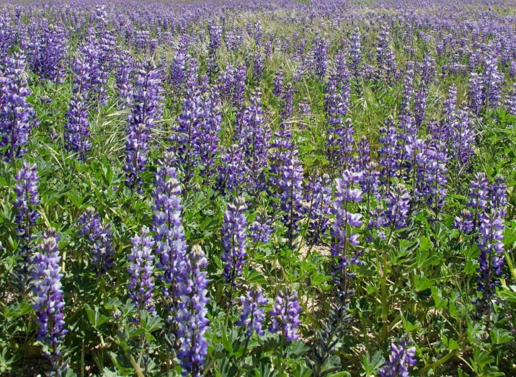 Picture of FIELD OF LUPENS