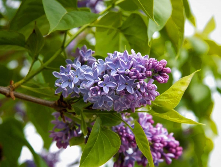 Picture of KARENS LILAC
