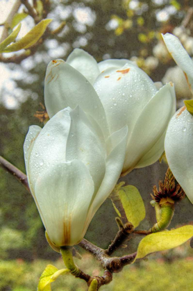 Picture of WHITE TULIP TREE II