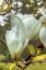 Picture of WHITE TULIP TREE II