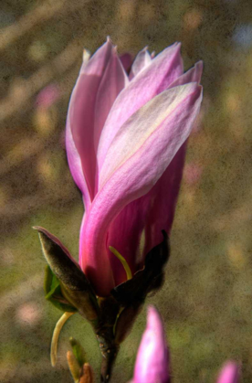 Picture of PINK TULIP TREE II