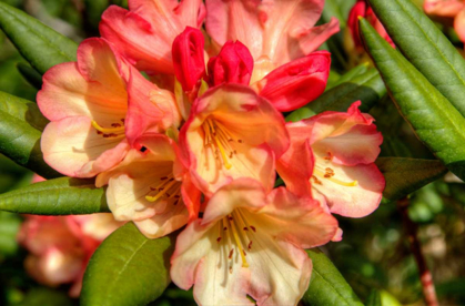 Picture of RHODODENDRON II