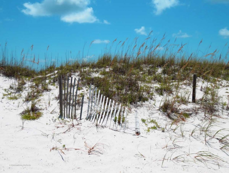 Picture of SAND DUNES II