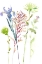 Picture of WATERCOLOR FLORAL STUDY III