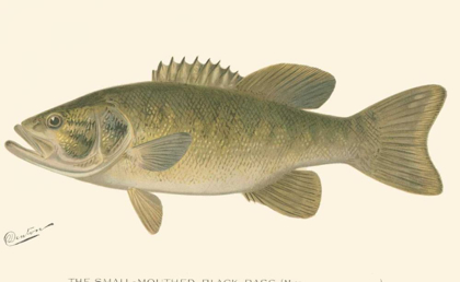 Picture of SMALL-MOUTHED BLACK BASS