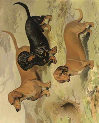 Picture of DACHSHUNDS