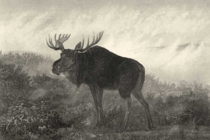 Picture of AMERICAN MOOSE
