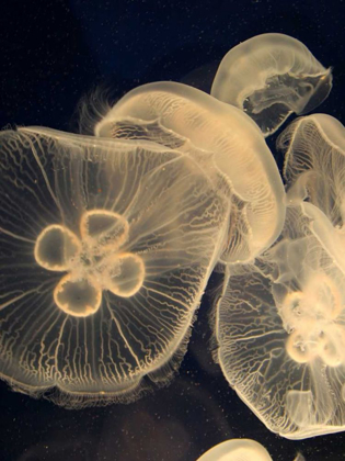 Picture of GRAPHIC JELLYFISH I