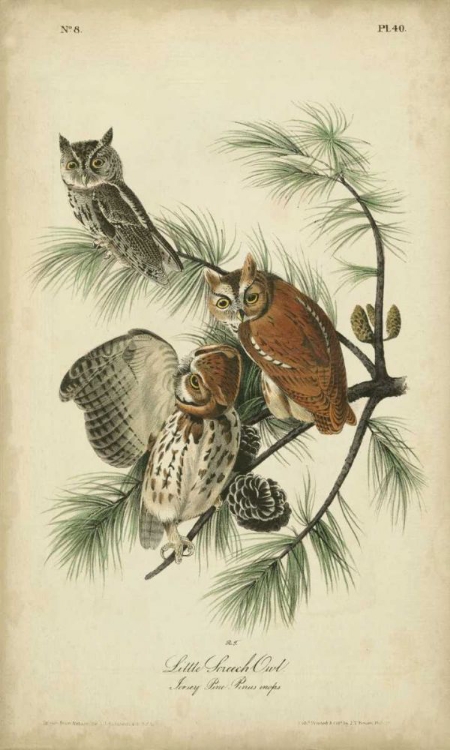 Picture of AUDUBON SCREECH OWL