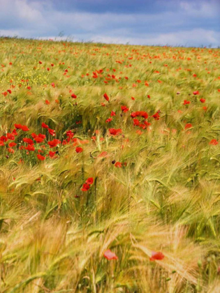 Picture of POPPIES IN FIELD II