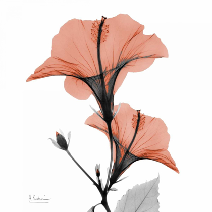 Picture of SOFT HIBISCUS