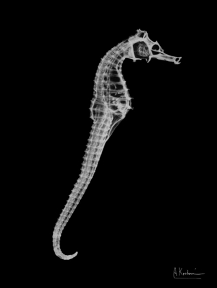 Picture of SEAHORSE IN THE BLACK