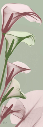 Picture of SPRING TIME CALLA LILIES