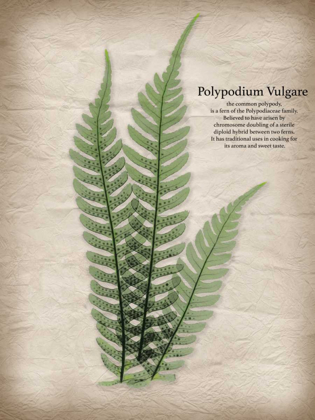 Picture of PARCHMENT FERN