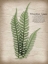 Picture of PARCHMENT FERN