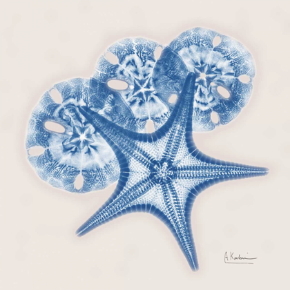 Picture of CERULEAN STARFISH AND SAND DOLLAR