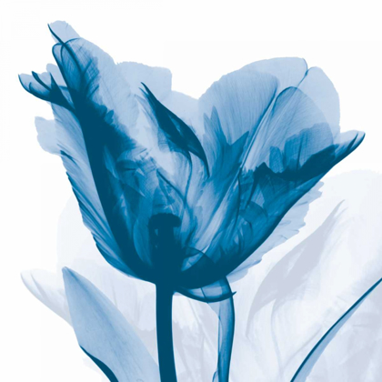 Picture of LUSTY BLUE TULIP