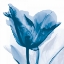 Picture of LUSTY BLUE TULIP