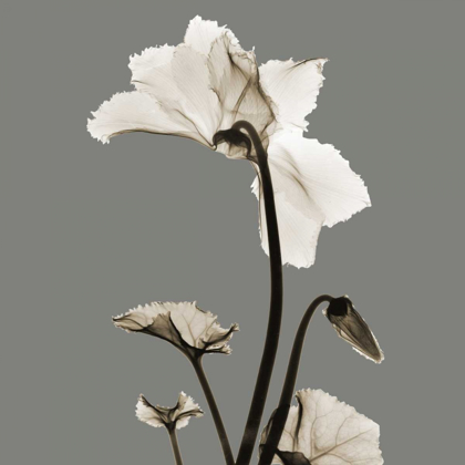 Picture of GRAY LUSTER CYCLAMEN