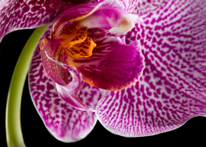 Picture of PURPLE ORCHID 2