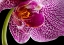 Picture of PURPLE ORCHID 2