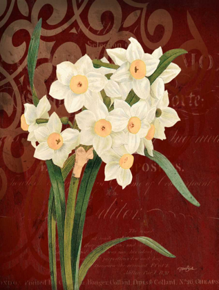 Picture of NARCISSUS 1
