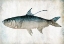 Picture of BLUE FISH