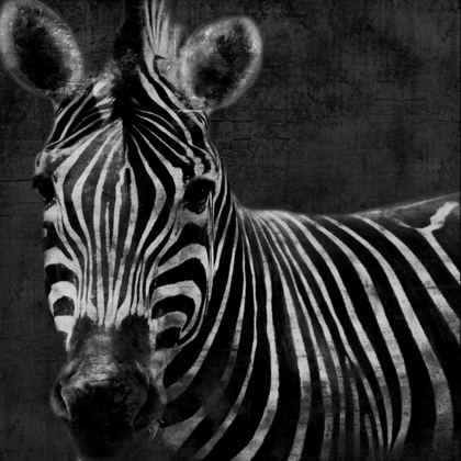 Picture of ZEBRA BLACK AND WHITE